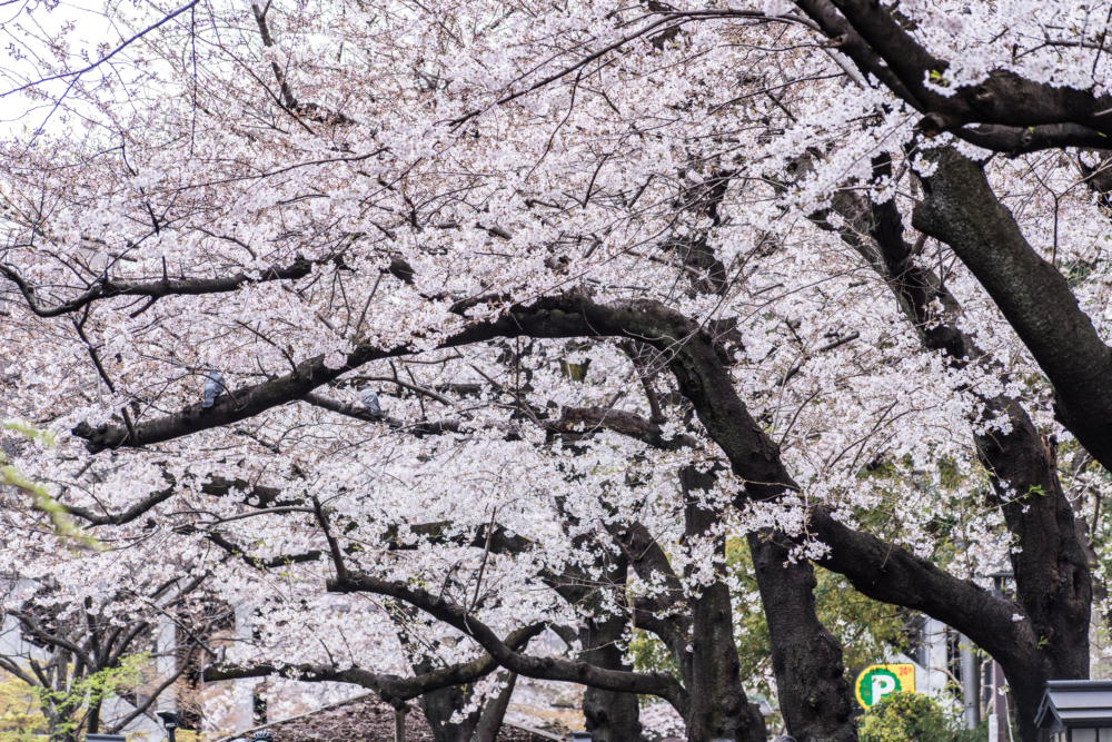 乘搭單軌電車只需約2分鐘即可到達飛鳥山山頂！