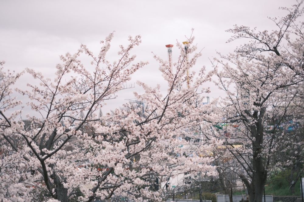 每年櫻花季，讀賣樂園都會變身日本關東地區最夢幻的地方之一～