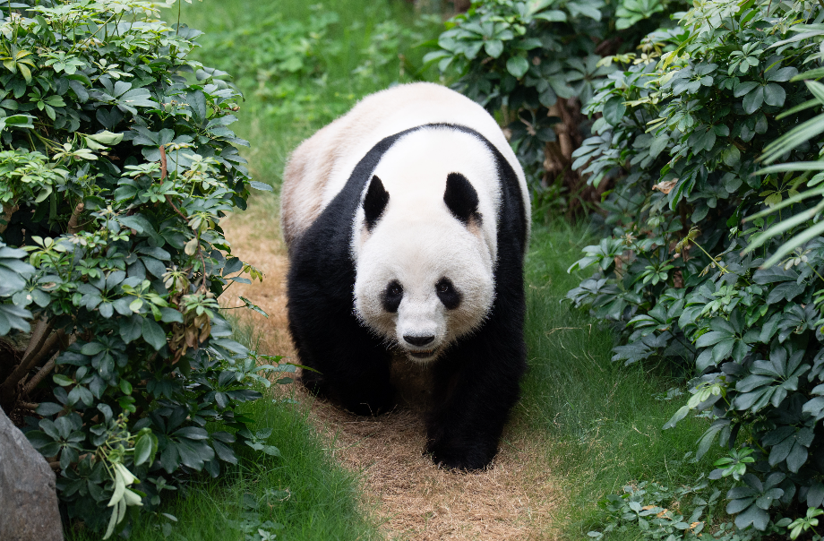 海洋公園六隻大熊貓可愛魅力大爆發！