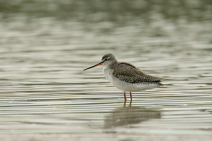 鶴鷸是一種中等身型的鷸科鳥類，體型與常見的野鴿相若。
