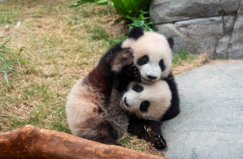 想一睹「家姐」、「細佬」的超萌力，各位契爸契媽記得到「大熊貓之旅」。