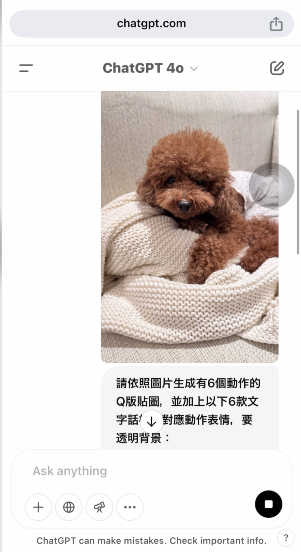 小編今次用了自己的狗狗蕃茄示範。