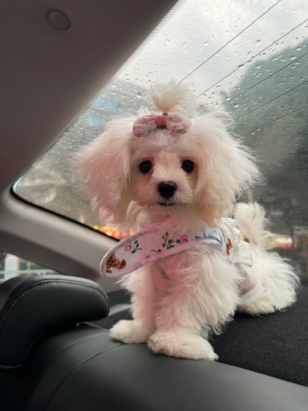 小編今次用了自己的狗狗示範。