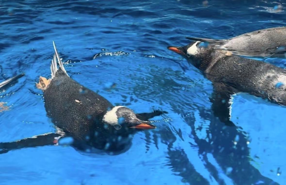 園區劃分為不同的展館與表演區,有水族館、極地館、鯊魚館、鯨豚灣等等