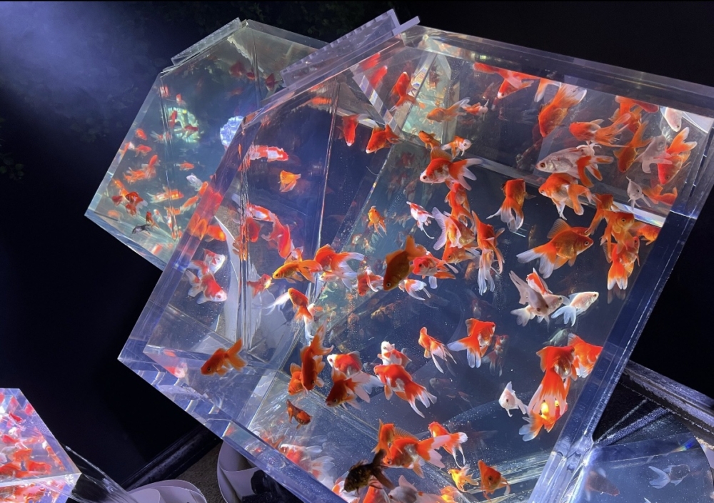 近萬條五彩斑斕的金魚。