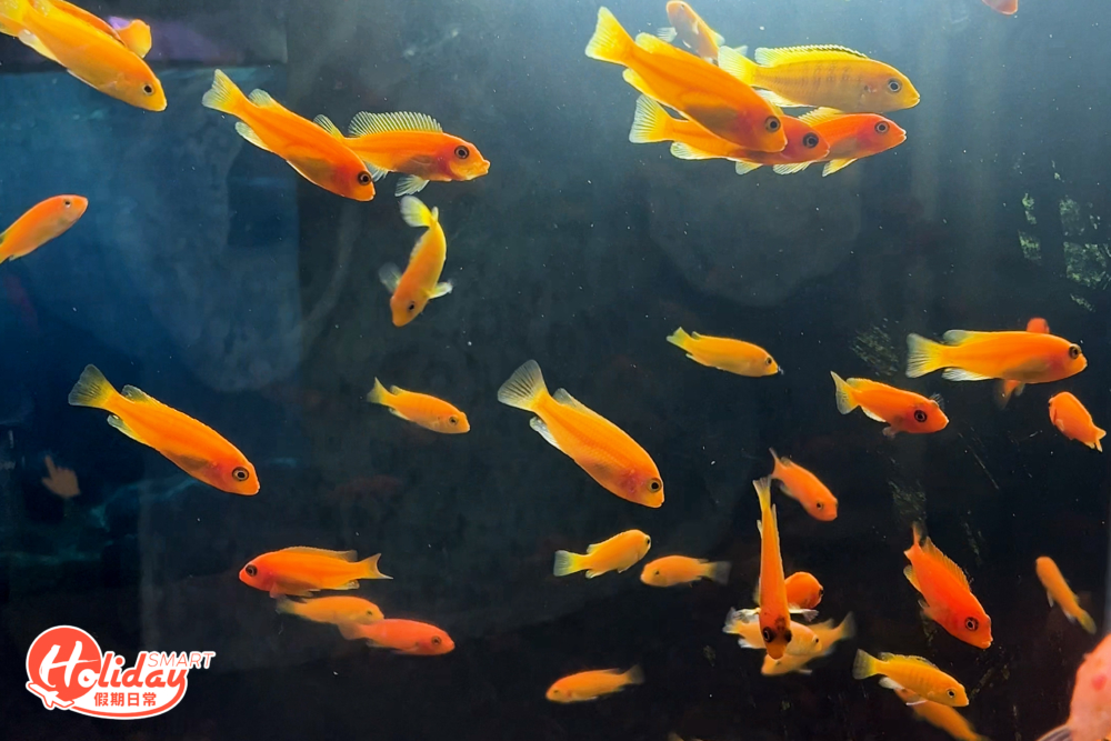 店主表示他們每日都會親身到店檢查魚缸，以及定時餵餌，又會確保水質正常才開放。