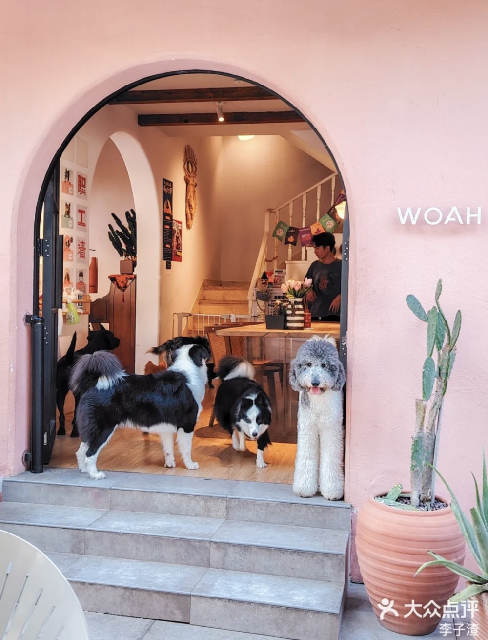 店內有超親人的柴犬、邊牧、博美、金毛、拉布拉多等10餘種狗狗駐場。