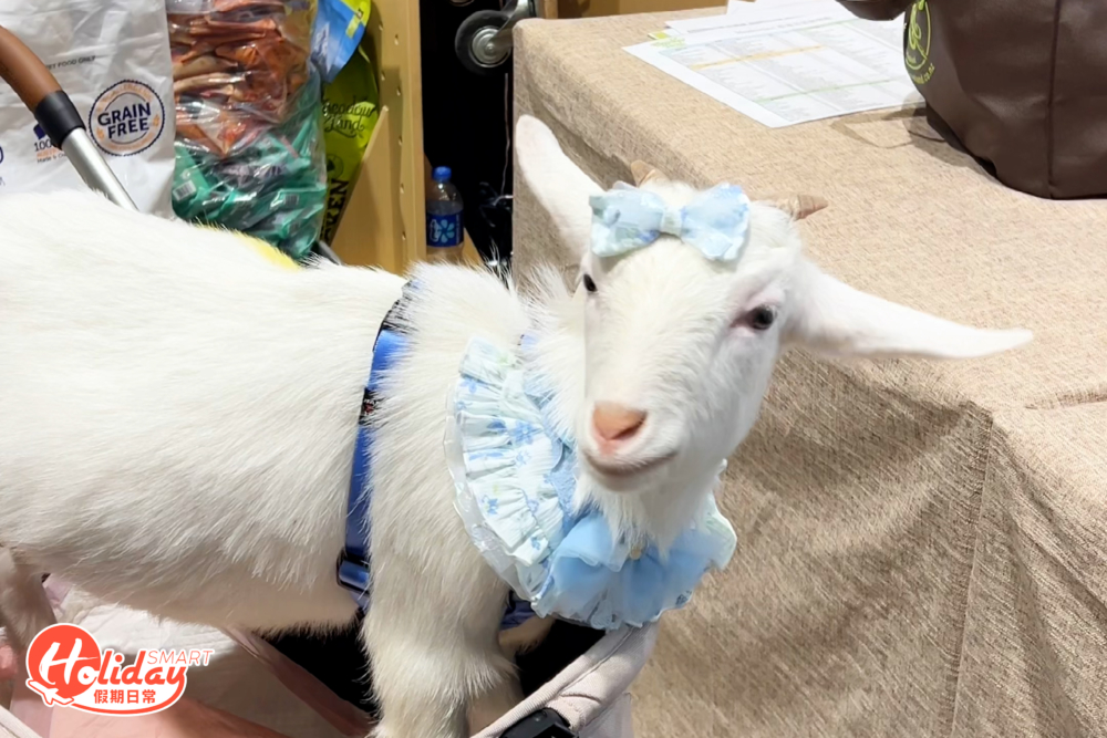 不少主人都帶同寵物出席。