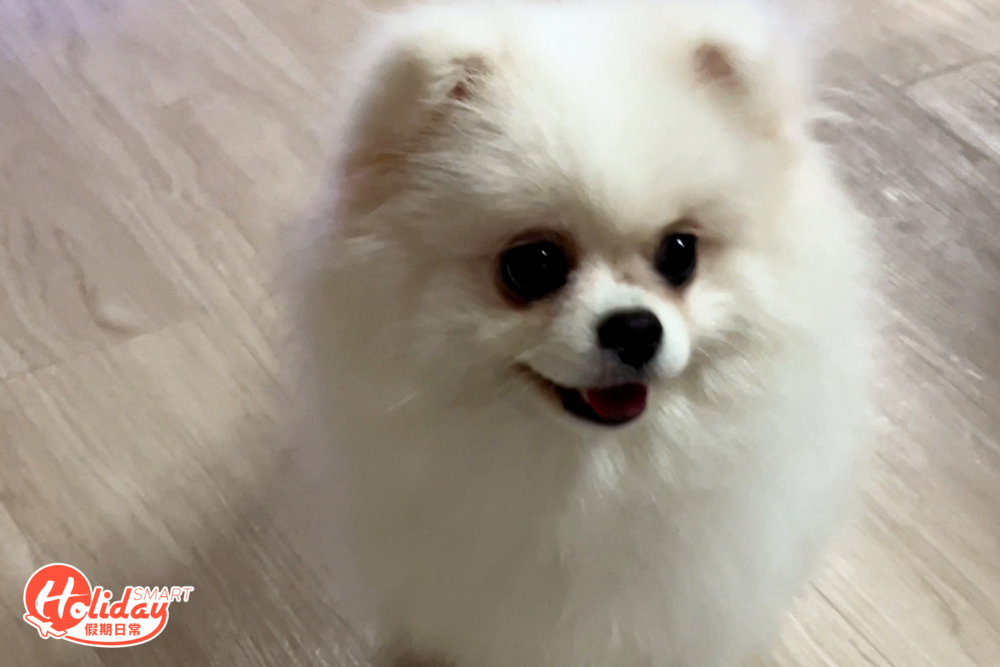 幸運的話，大家更可看到熱情好客的狗店長Happy出動巡舖。