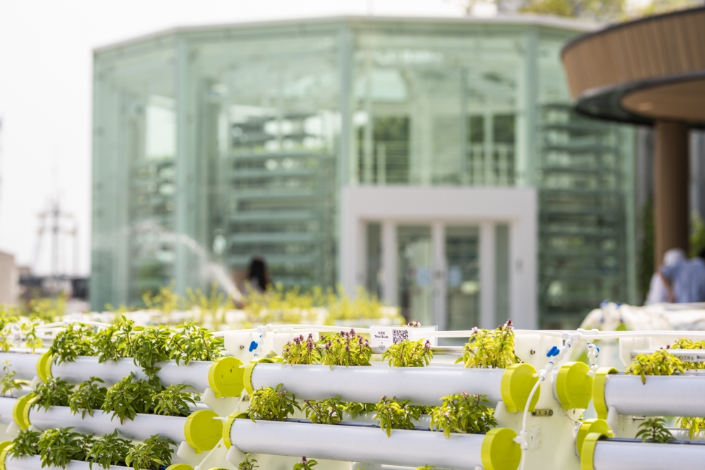 堅．農圃可以讓小朋友體驗到農耕的樂趣