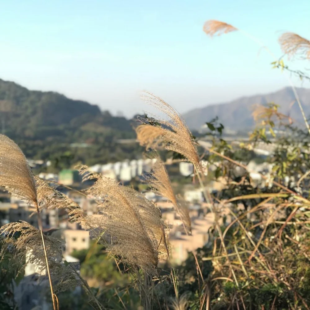元朗河背水塘是一個非常適合輕鬆賞芒的好地方,尤其對於不喜歡長時間行山或有小孩的家庭。