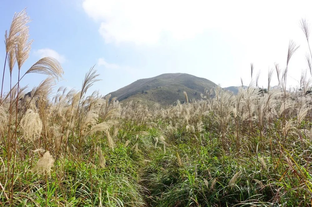 蓮花山是香港第五高峰,和大東山相連,芒草景色和大東山不相上下,但勝在人流較少,適合尋求寧靜的朋友。