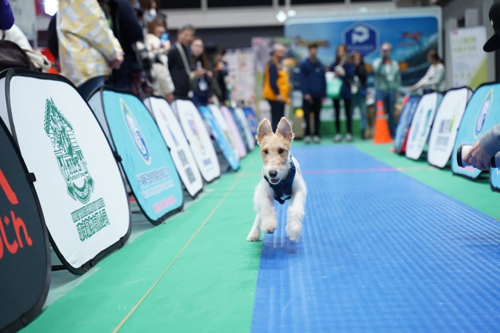 現場的「狗狗全國運動會」，看著一群汪星人在跑道上拼勁全力超療愈！