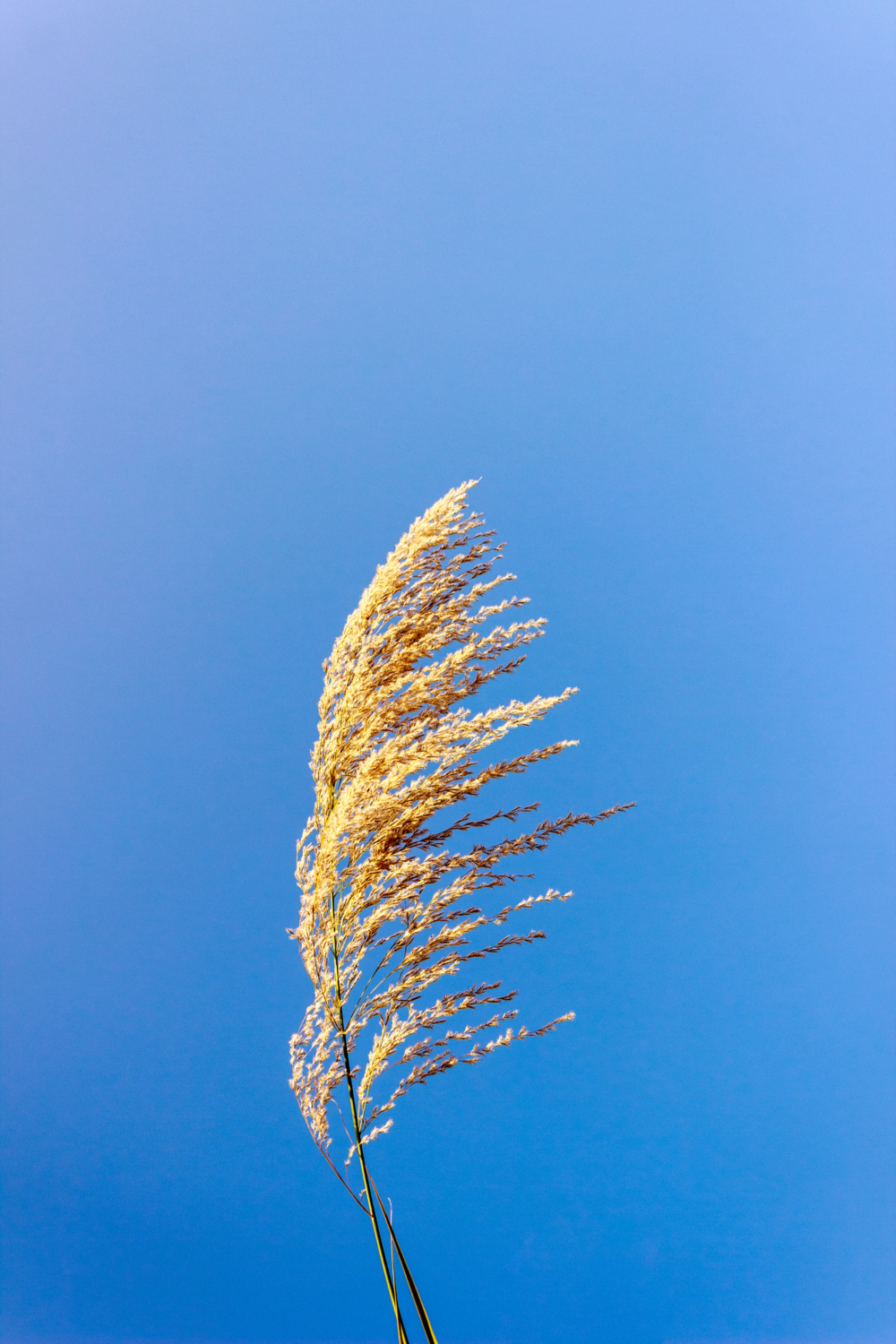 芒草(Miscanthus)是秋季的大自然「明星」,金黃花穗隨風搖曳,打造夢幻草海!
