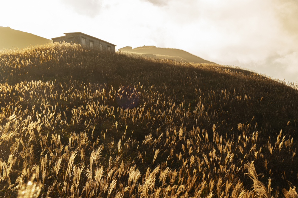 整座山頭會被金黃色的芒草覆蓋，隨風搖曳的草海在陽光下閃閃發亮，景色如同仙境！