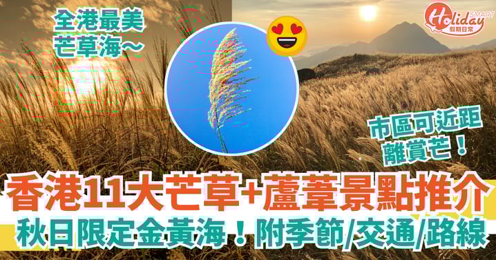 【香港芒草2025】11大芒草/蘆葦景點推介!大東山、大帽山、飛鵝山、粉嶺 附季節+交通+路線 秋日限定金黃海!