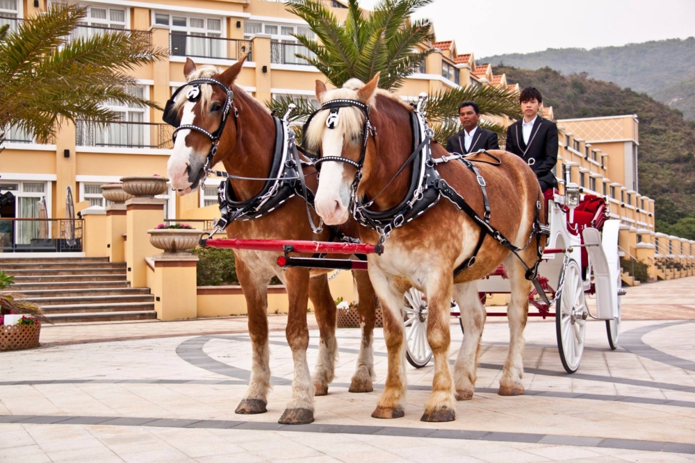 由純種歐洲駿馬拉動的古典馬車,輕鬆遊覽愉景灣北部海濱一圈,路程約10分鐘,浪漫又別具情調~