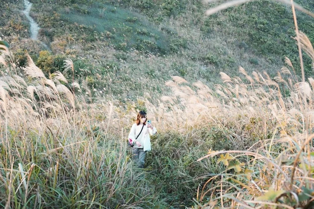 飛鵝山的芒草海不但美麗,還可以在山頂俯瞰獅子山、九龍半島及晴天時遠眺西貢的壯麗景色。