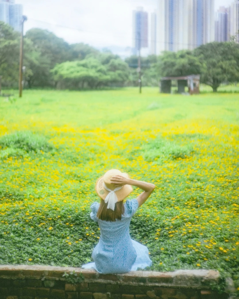 松仔園的小野菊華愛近年新興的打卡秘境！