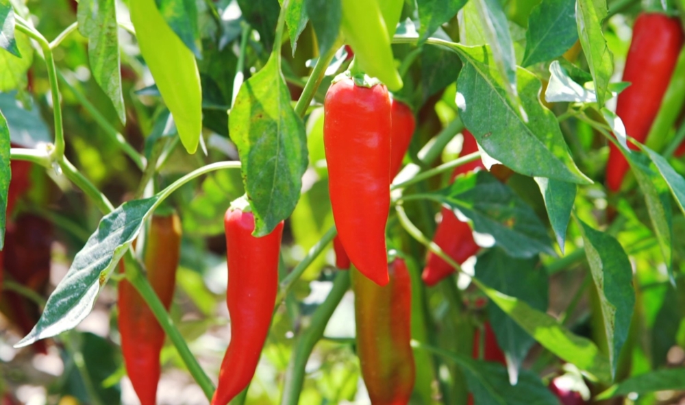 李錦記精選擁有「良好農業規範認證」(GlobalG.A.P.)的辣椒作原材料。