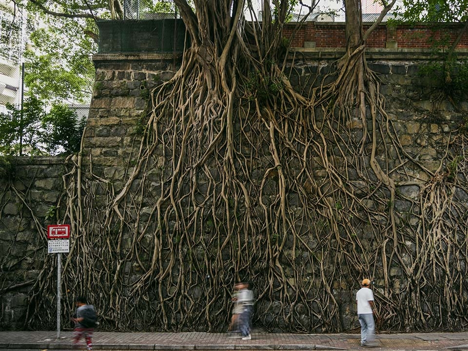 位於科士街的百年老樹牆，以壯觀的樹根蔓延於歷史悠久的石牆上，是文青與攝影師必訪之地。