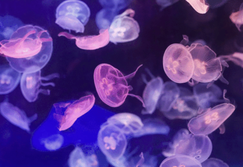 超多品種水母，大小各異。