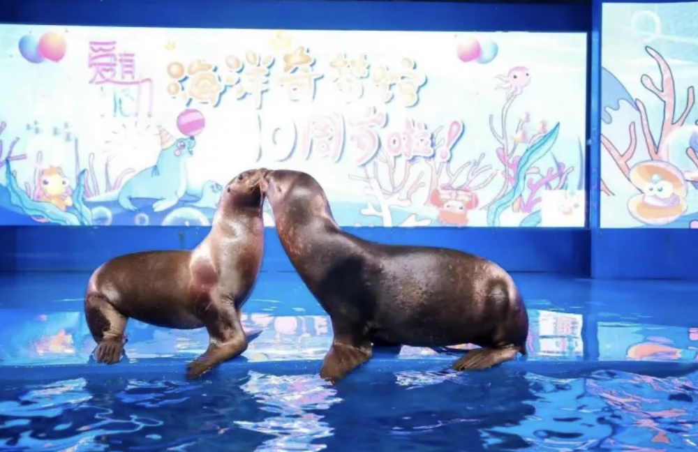可愛的海獅表演不要錯過，跳圈/頂球/投藍，還會請觀眾同海獅互動