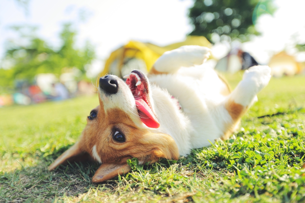 能夠同毛孩一齊享受戶外時光，就係最簡單嘅幸福。食飽飽，就同狗狗影番張靚相啦！
