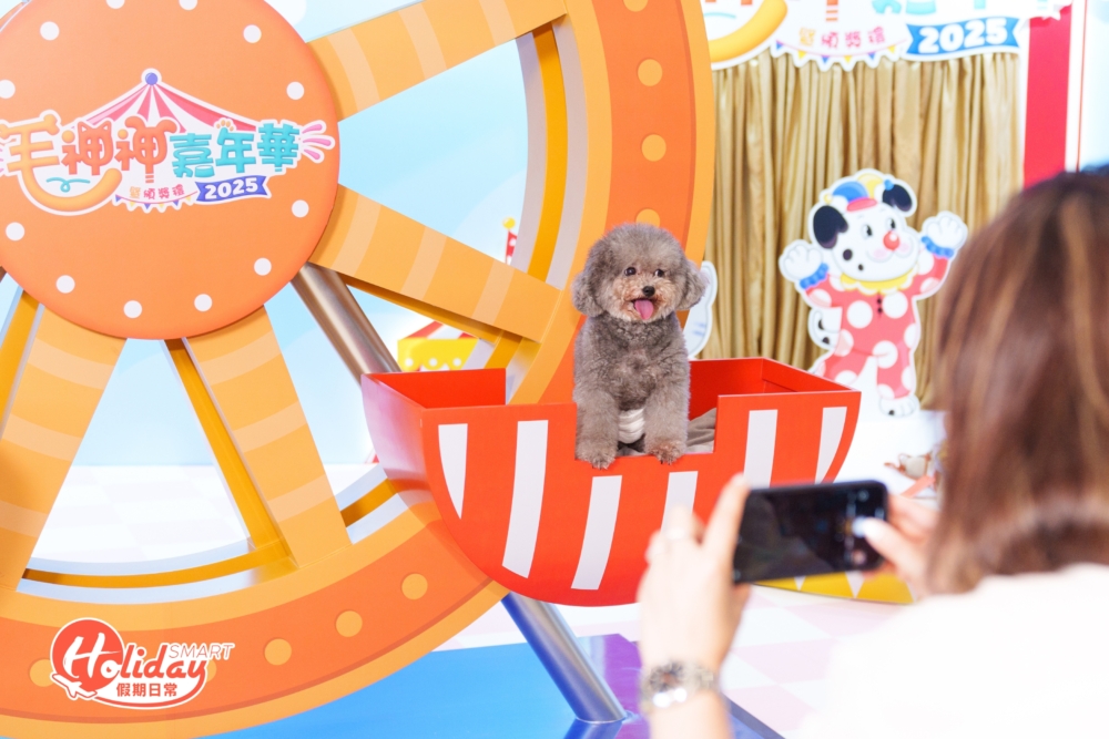 這位毛孩小編真是天生的鏡頭寵兒！牠獨自坐在摩天輪的車廂中，吐著小舌頭，彷彿正在享受專屬的旅程。主