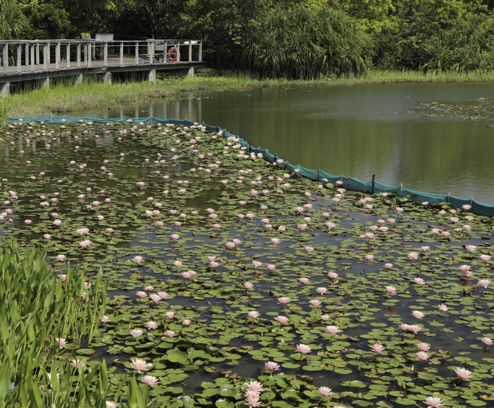 香港濕地公園
