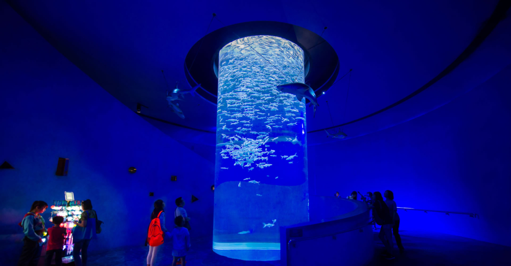 海洋公園以其豐富多樣的海洋公園動物展覽聞名,是了解海洋與陸地生物的絕佳場所。