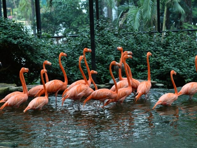 位於中環半山，這個綠意盎然的戶外空間是市區中的一片綠洲，園內不僅有各種珍稀動植物，還有噴水池、鳥舍和溫室。