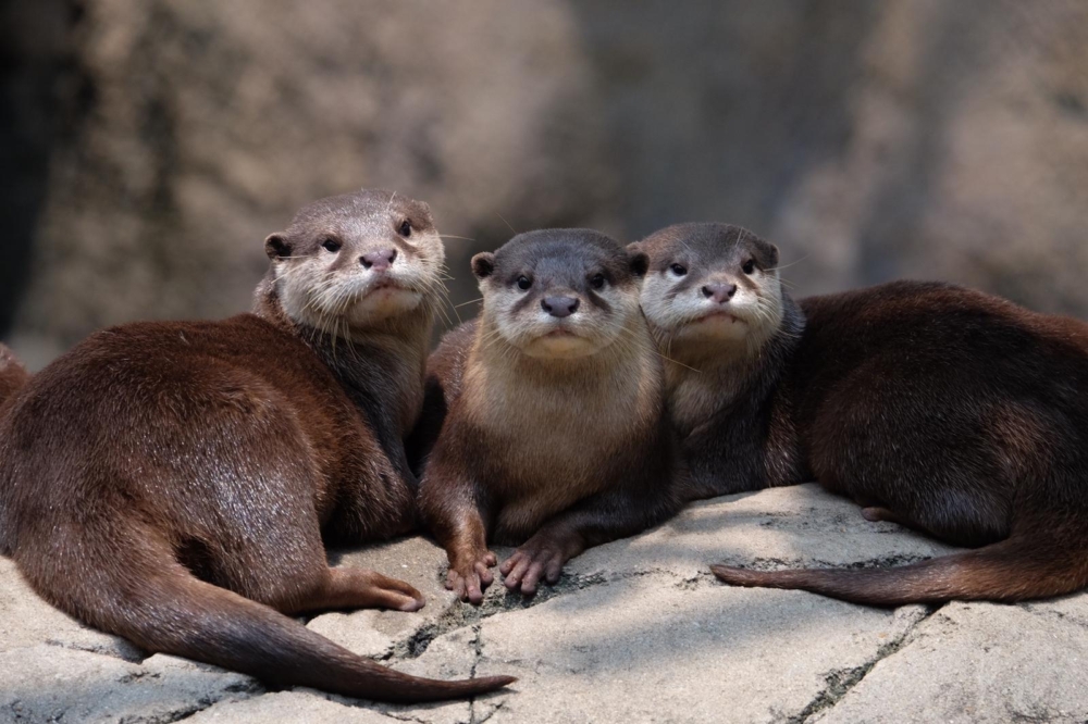 一個人散心好地方推介：香港動植物公園。