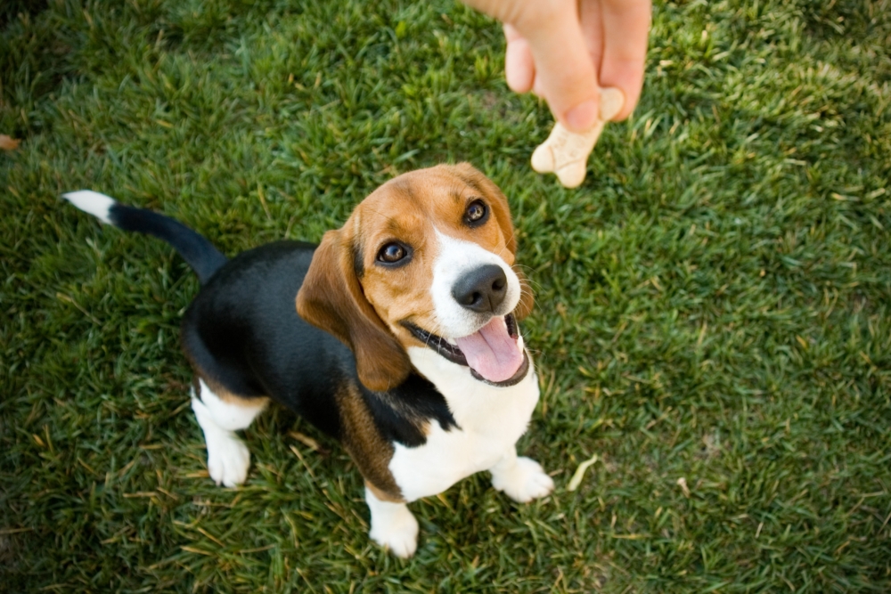 只要有得食，狗狗嘅眼神都充滿愛意！想帶毛孩出街食好嘢？唔使再煩惱！