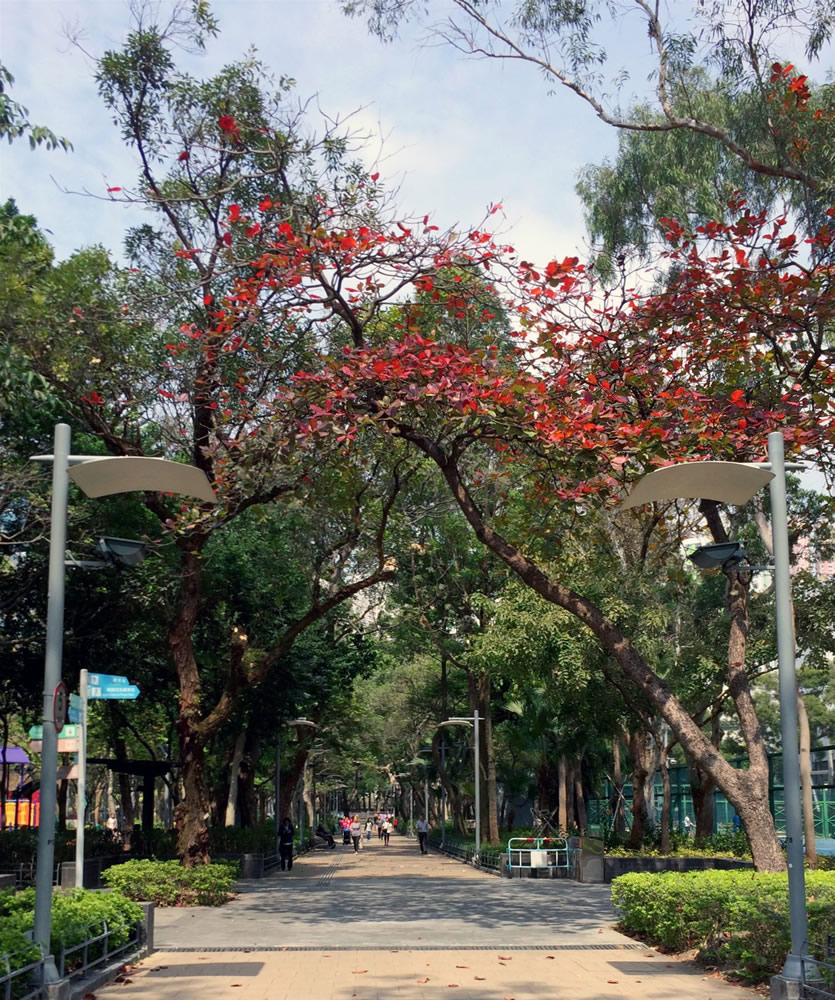 港島區1歲BB好去處：維多利亞公園。
