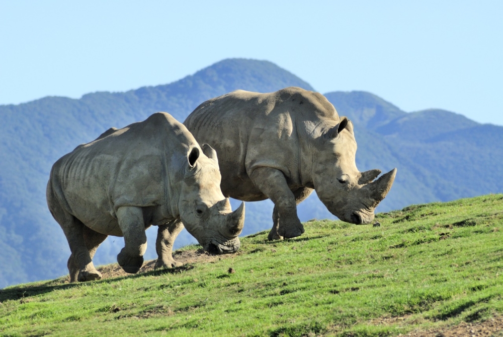 九州自然動物園:狂野的非洲探索之旅。