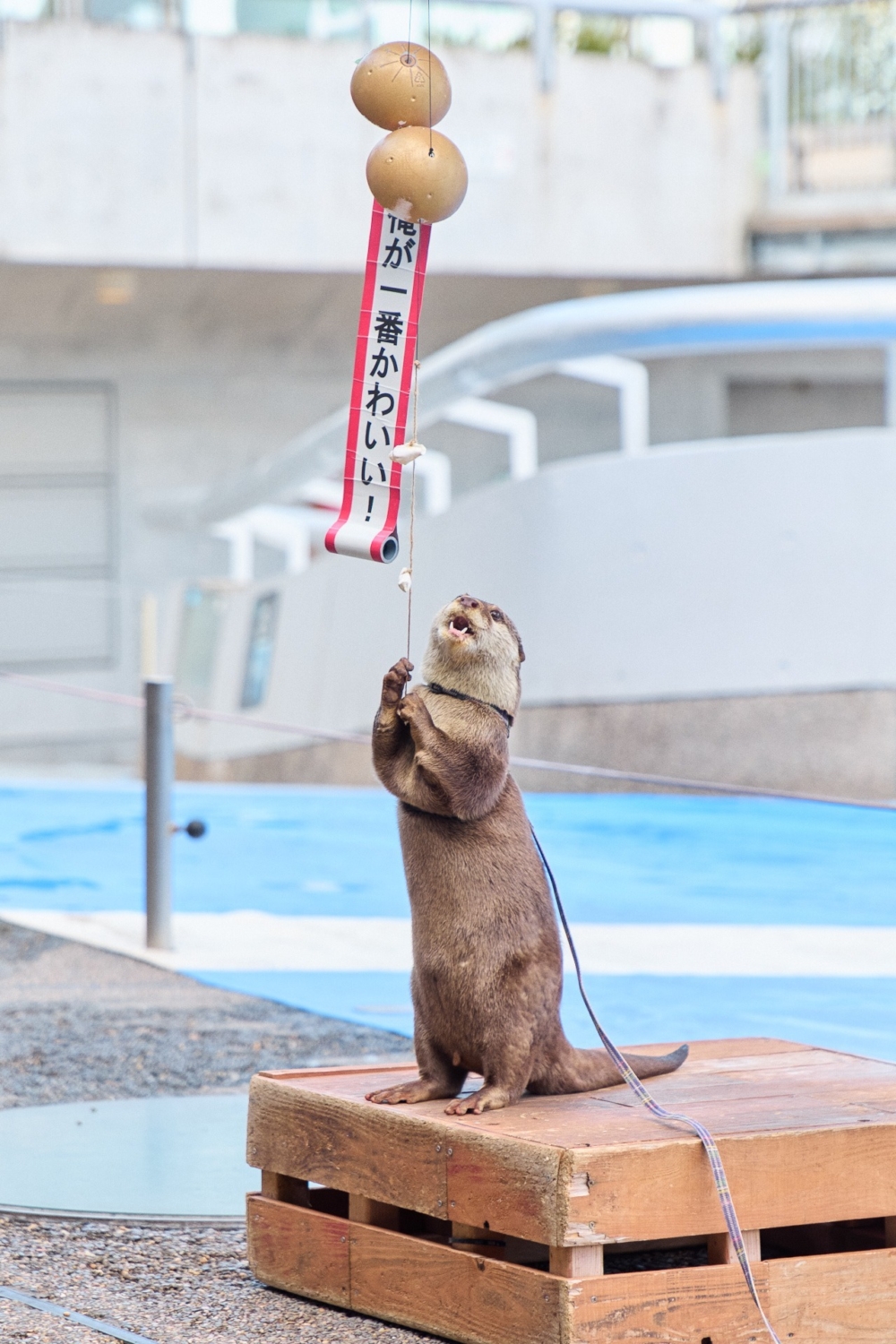 大分海洋宮殿水族館 海之卵以「零距離接觸」為主題,擁有壯觀巨型水槽、必看海豚海獅表演秀及觸摸池,夏季更開放戶外戲水區,是別府最受親子歡迎的互動型水族館。