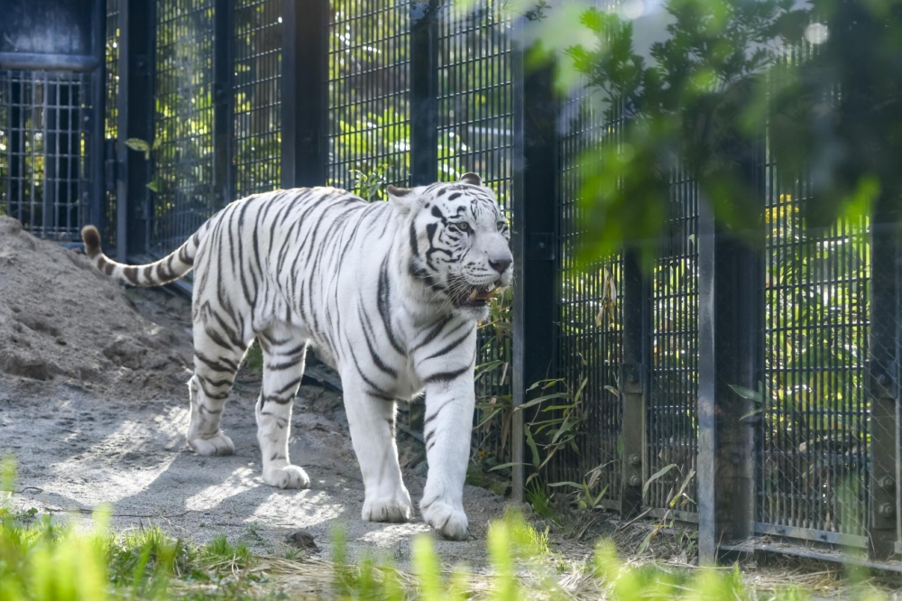 平川動物公園是鹿兒島市南部的綠意動物園,以日本屈指可數的無尾熊家族為最大亮點,並結合多樣動物觀賞(如北極熊、紅熊貓)和摩天輪等遊樂設施,讓親子能盡情放電並親近自然。