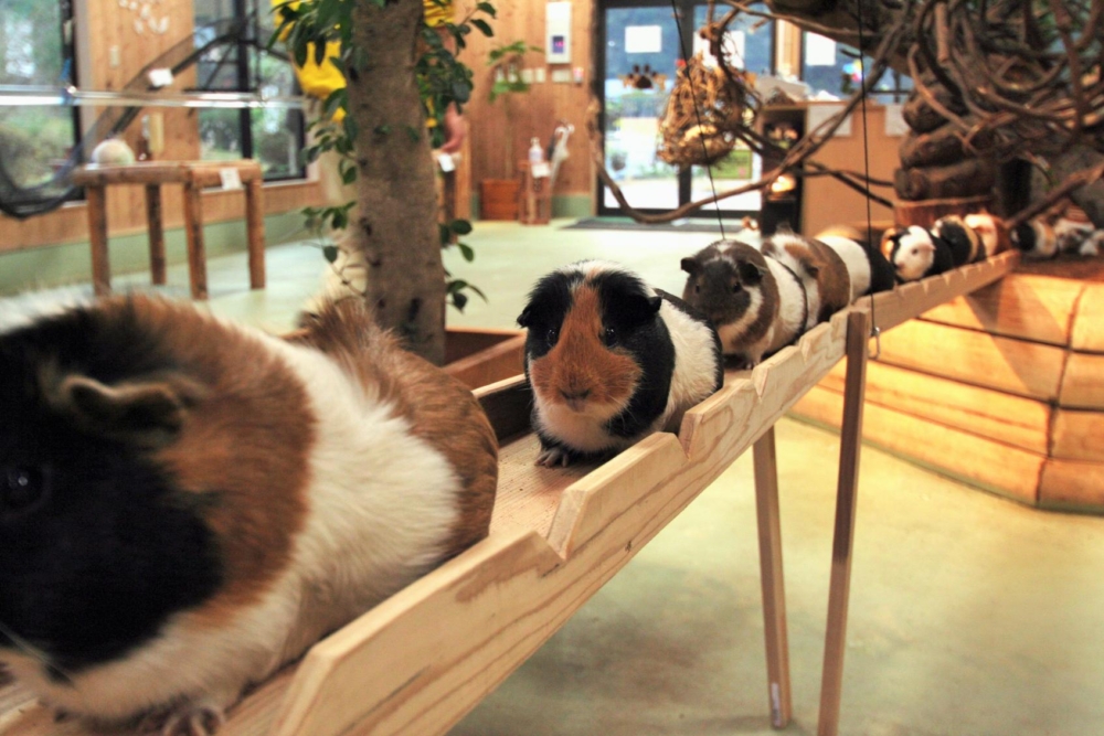 長崎BIO PARK是一座開放式生態動物園,主打與水豚、狐獴等動物零距離接觸和餵食互動,讓親子家庭宛如置身大自然中,享受寓教於樂的生態探險。