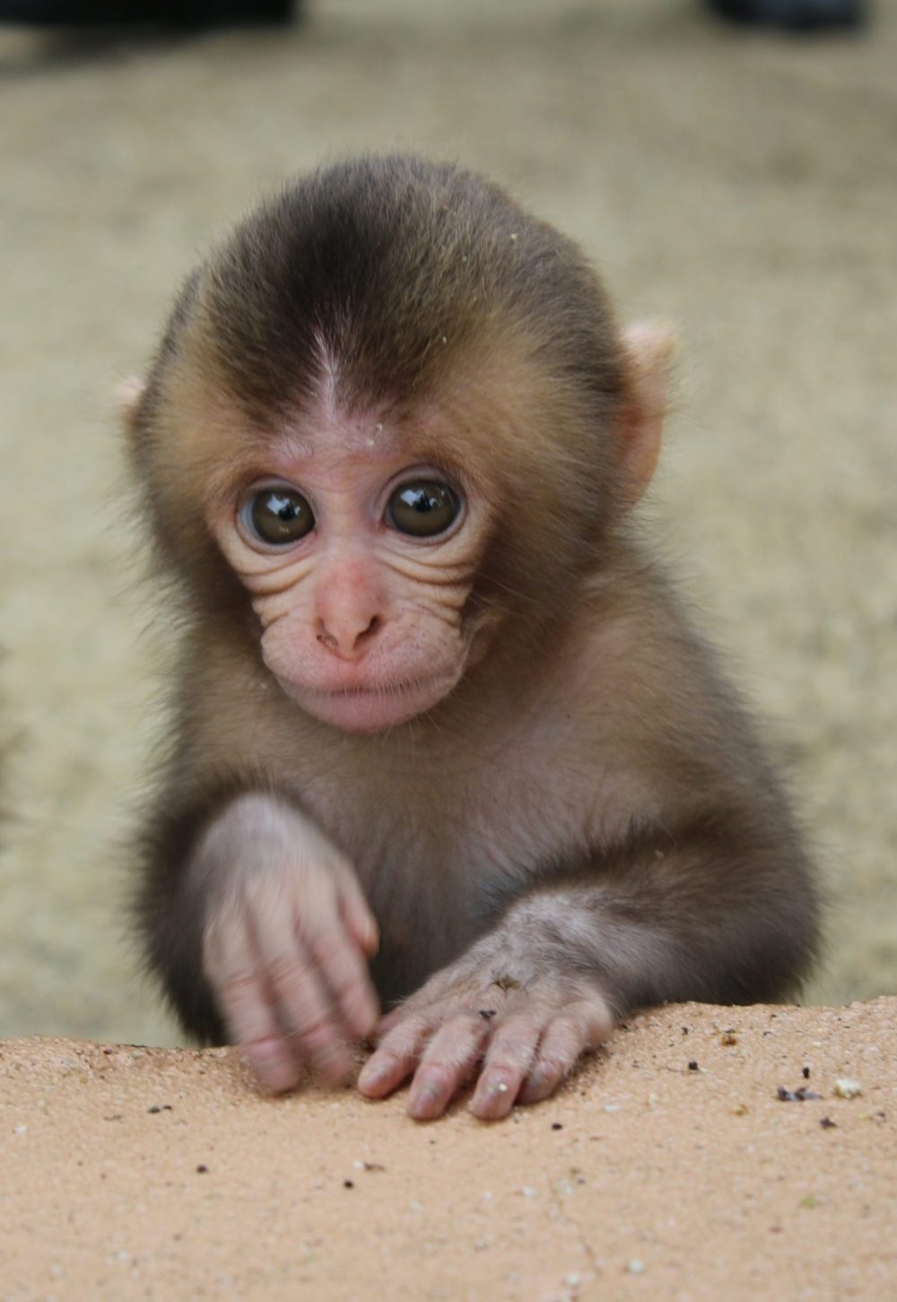 高崎山自然動物園是日本著名的野生猴子保護區,棲息著上千隻日本獼猴,遊客可搭乘小電車直達觀賞區,安全地近距離觀察猴群的自然互動與生態,是寓教於樂的親子景點。