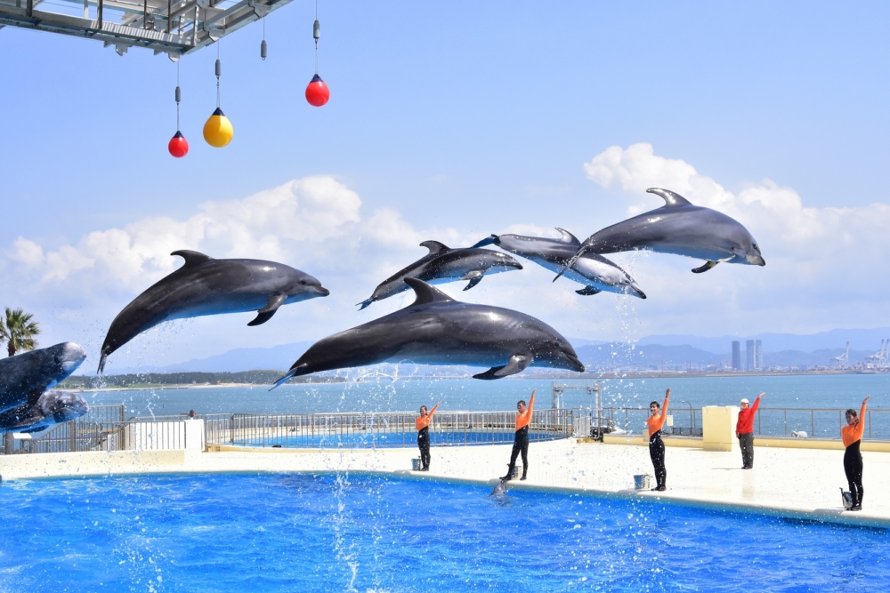 海洋世界海之中道是福岡人氣水族館,以展示「九州的大海」為主題,主打壯觀的遠洋大水槽、熱烈的博多灣海豚秀,以及能一邊用餐一邊欣賞魚群的特色餐廳。