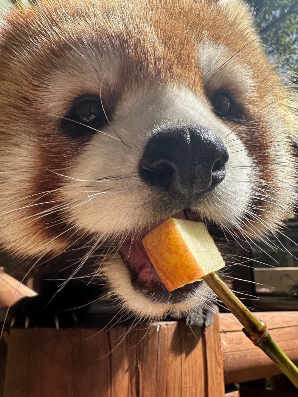 姬路中央公園位於日本兵庫縣,是一處集「野生動物園 + 遊樂園 + 夏季泳池/冬季滑冰場」於一體的大型親子遊樂園區。