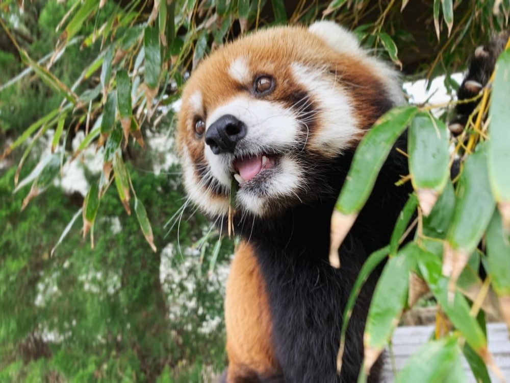 九十九島動植物園/水族館是結合動植物園與水族館的綜合景點,擁有全日本最大的企鵝頂棚水槽與西日本規模最大的玫瑰花園,提供動物餵食體驗,讓親子能賞花、觀動物、學習生態。