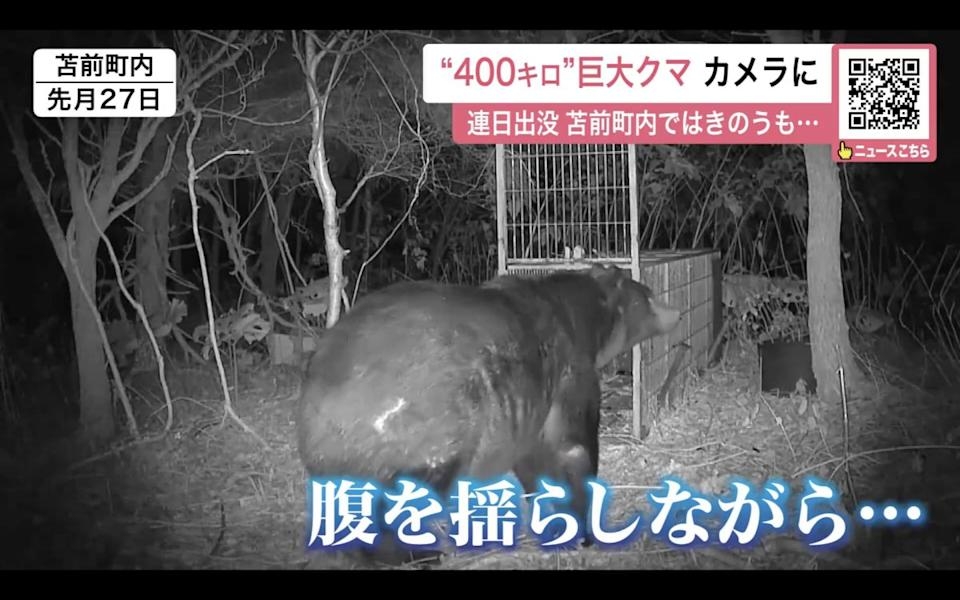北海道400公斤巨熊出沒