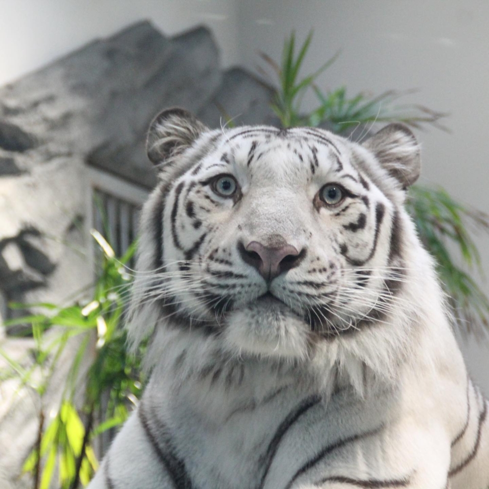 這裡不同於傳統展覽,而是以光影與空間設計呈現生物世界,孩子可以近距離觀察白虎、水母、企鵝等。