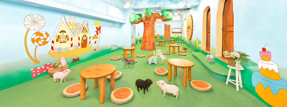 mipig cafe 是日本首間「迷你豬咖啡廳」,小豬會主動靠近客人撒嬌,孩子可以近距離互動、拍照,療癒指數爆表!