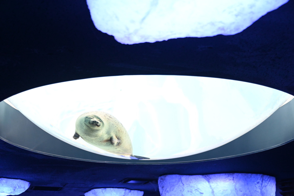 大阪海遊館以「環太平洋」為主題,帶領遊客展開一場從陸地到深海的生命探索之旅。