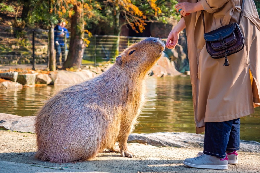 長崎BIO PARK:零距離互動的生態探險樂園。