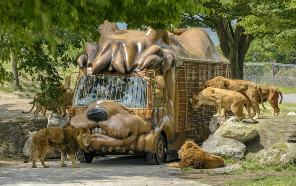 九州自然動物園(African Safari)是日本最大級的野生動物園,遊客可自駕或搭乘叢林巴士近距離觀察或刺激餵食獅子、長頸鹿等50種動物,享受狂野的非洲探索之旅,非常適合親子自駕遊。