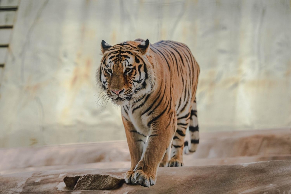 福岡市動植物園是位於市中心的綠色學習空間,結合了動物園(可觀賞百種動物及餵羊互動)與植物園(四季花卉及熱帶溫室),並設有小纜車連接,讓親子在玩樂中學習生態知識。